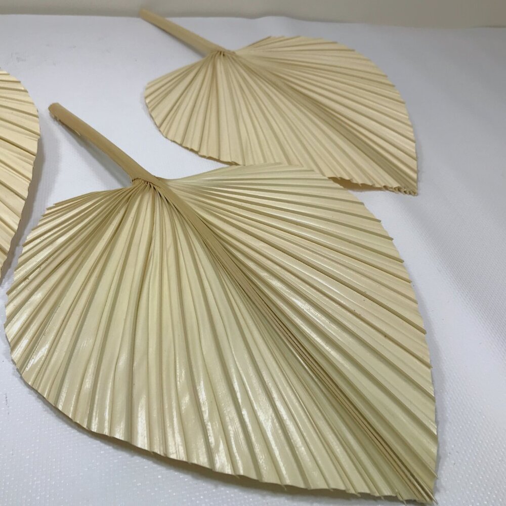 Dried Palm Leaf Spears - Picture 5 of 5